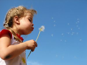 blowing the dandelion